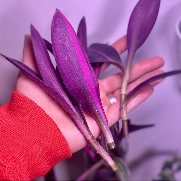 (3) Rare tradescantia variegated pallida ‘pink stripe’ cuttings - Picture 6 of 12